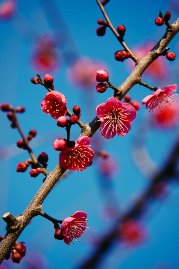 SONY α7CR + TAMRON 25-200mm F/2.8-5.6 Di III VXD