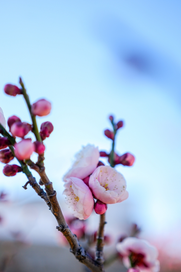 SONY α7CR + FE 40mm F2.5 G