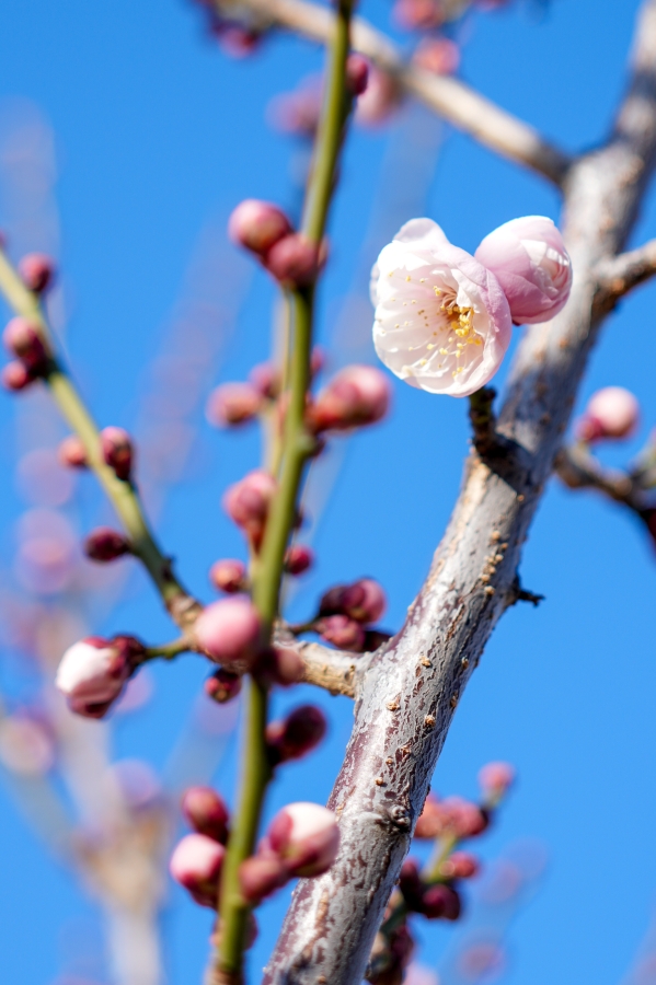 SONY α7CR + FE 40mm F2.5 G