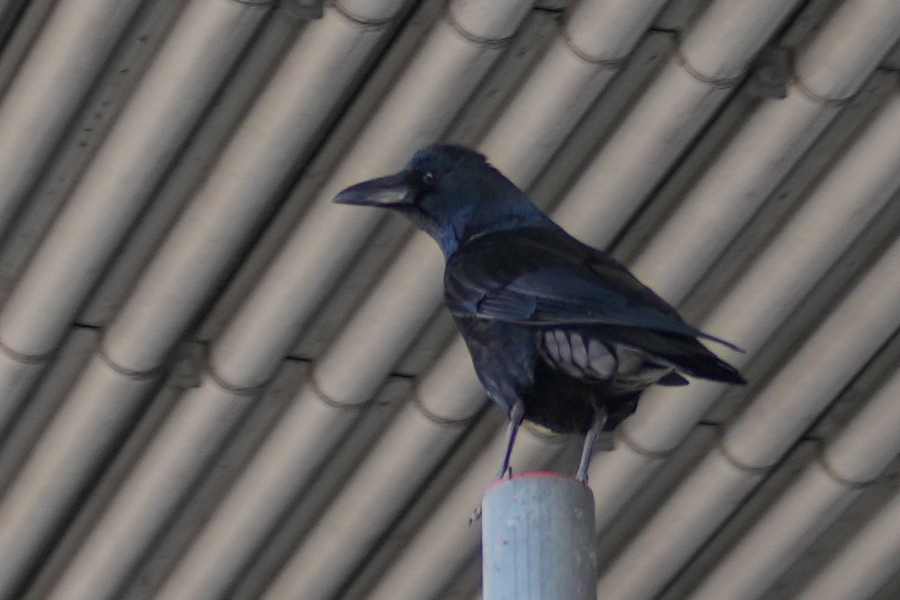 SONY α7CR + SAMYANG Remaster Slim 21mm F3.5