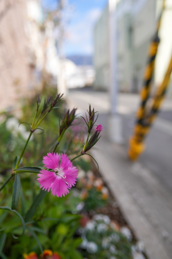 SONY α7CR + SAMYANG Remaster Slim 21mm F3.5