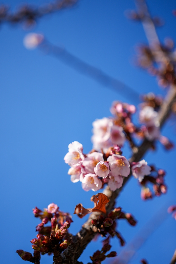 SONY α7CR + FE 40mm F2.5 G