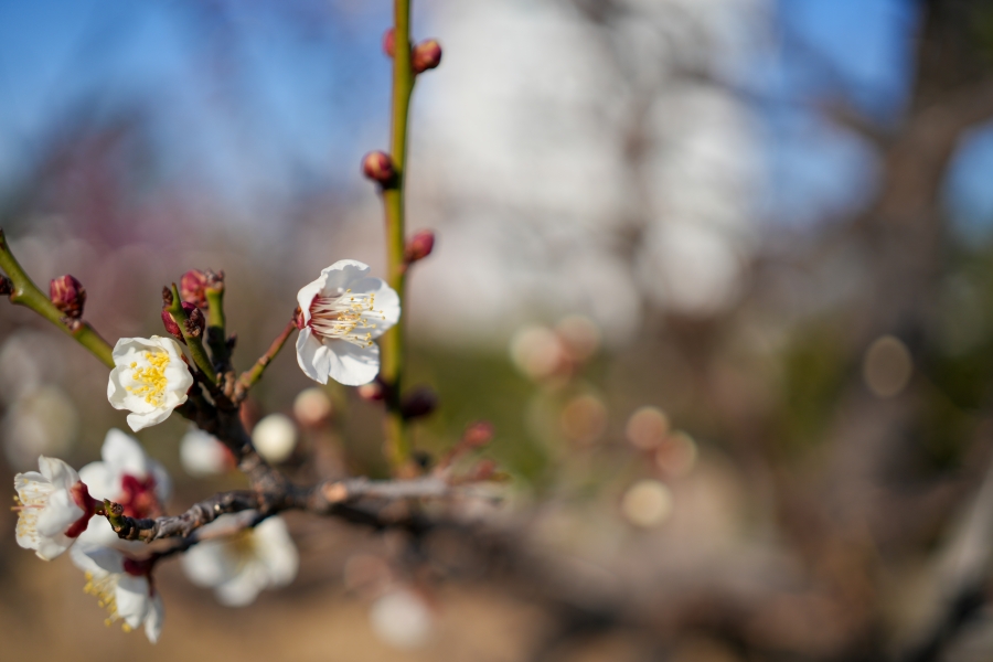 SONY α7CR + FE 40mm F2.5 G
