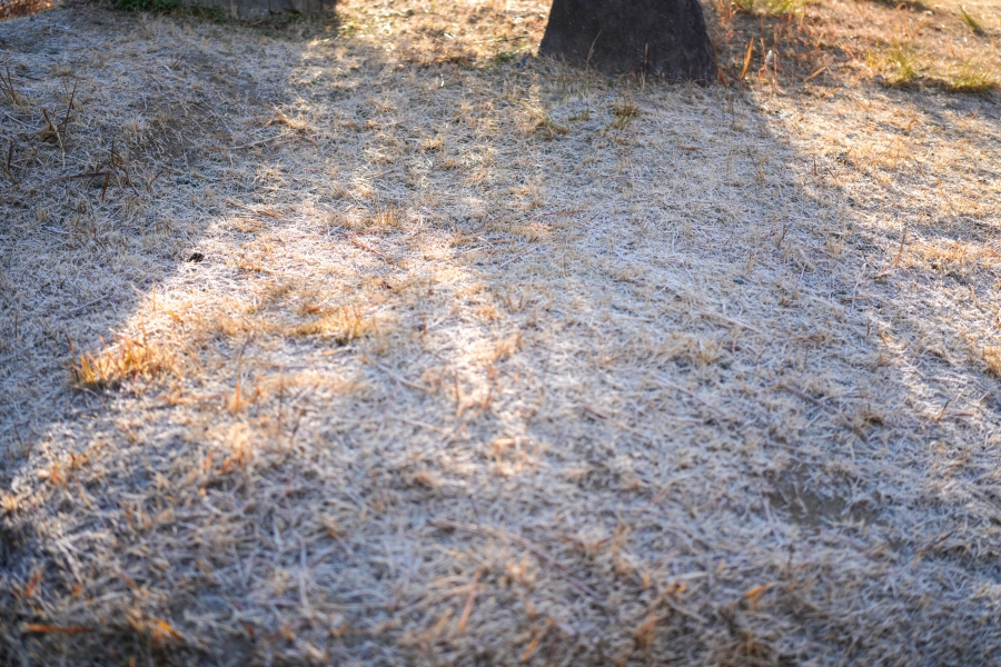 SONY α7CR + FE 40mm F2.5 G