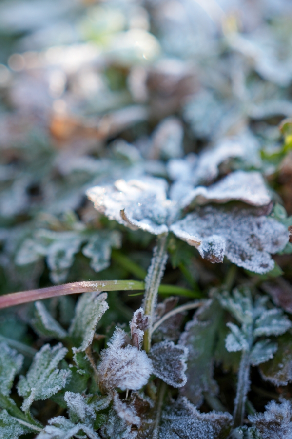 SONY α7CR + FE 40mm F2.5 G