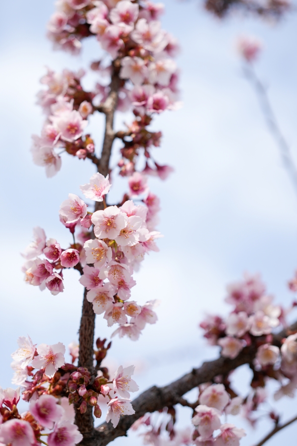 SONY α7CR + FE 40mm F2.5 G