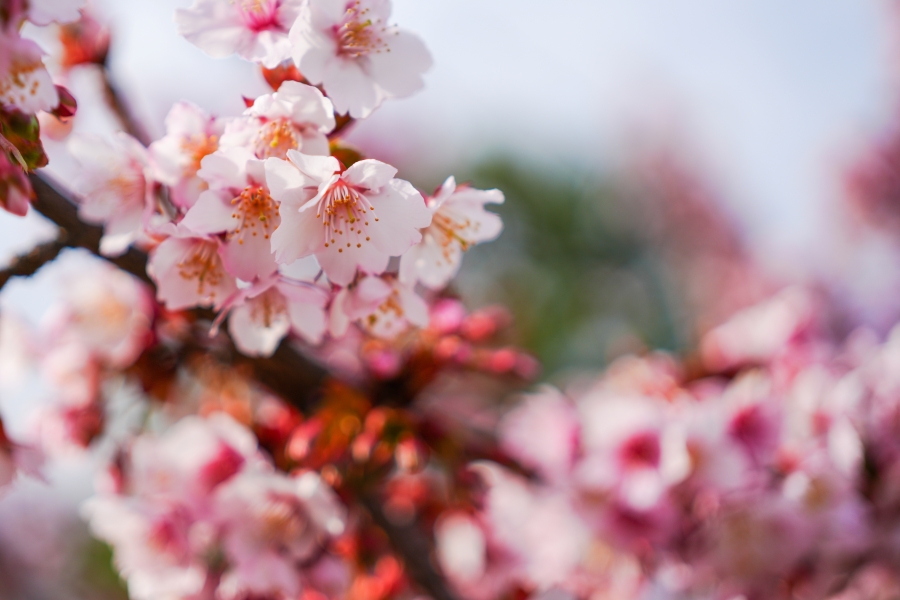 SONY α7CR + FE 40mm F2.5 G