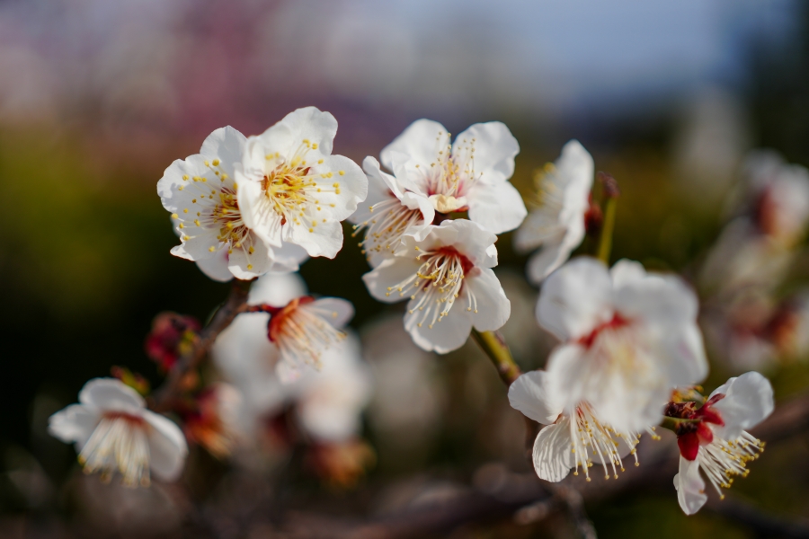 SONY α7CR + FE 40mm F2.5 G