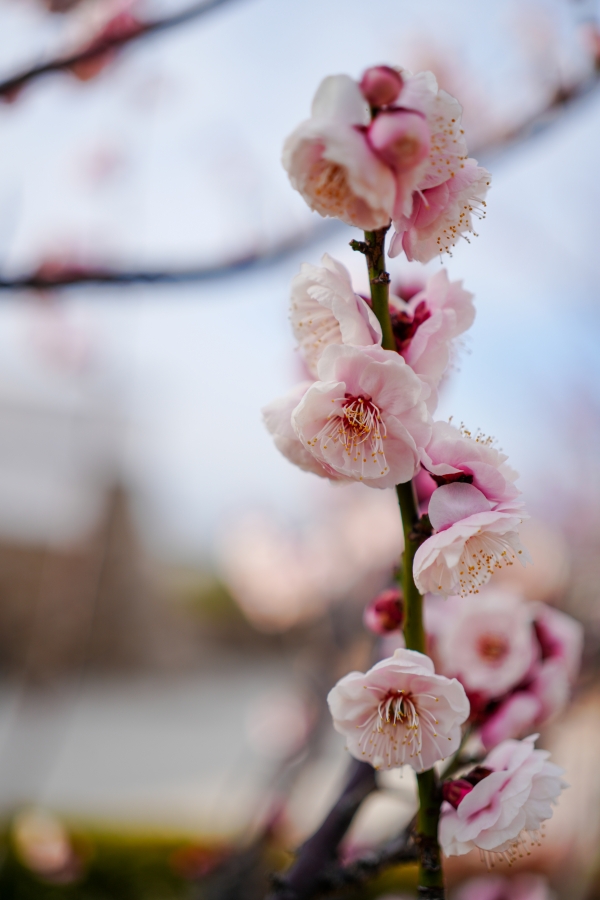 SONY α7CR + FE 40mm F2.5 G