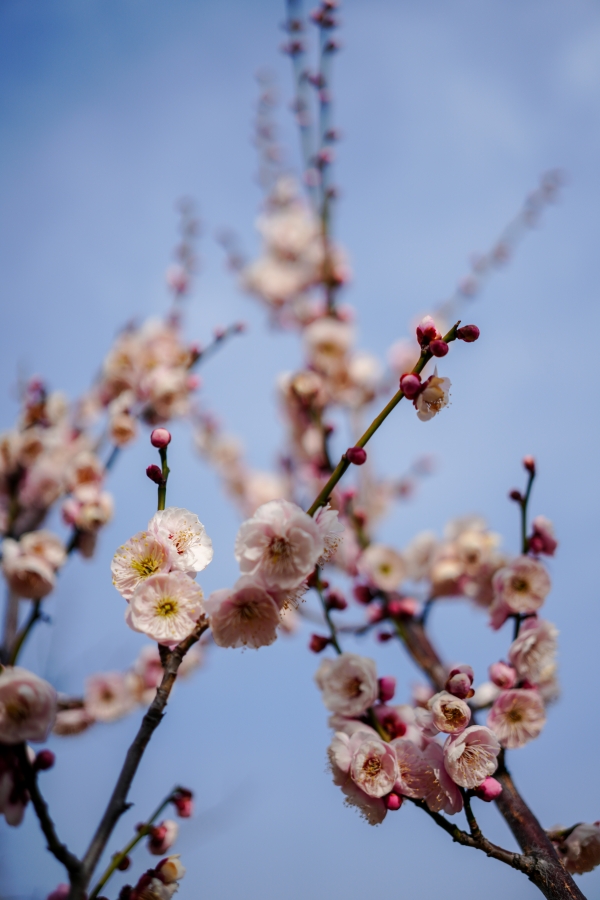 SONY α7CR + FE 40mm F2.5 G