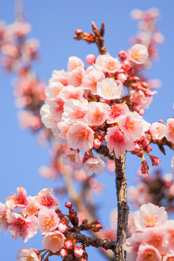 OM SYSTEM OM-5 Mark II + M.ZUIKO DIGITAL ED 12-45mm F4.0 PRO