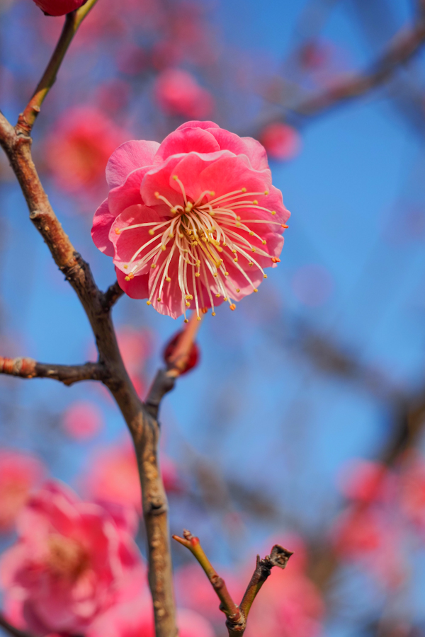 OM SYSTEM OM-5 Mark II + M.ZUIKO DIGITAL ED 12-45mm F4.0 PRO