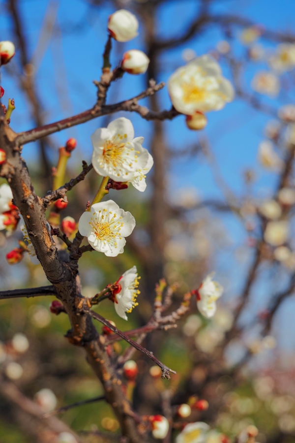 OM SYSTEM OM-5 Mark II + M.ZUIKO DIGITAL ED 12-45mm F4.0 PRO