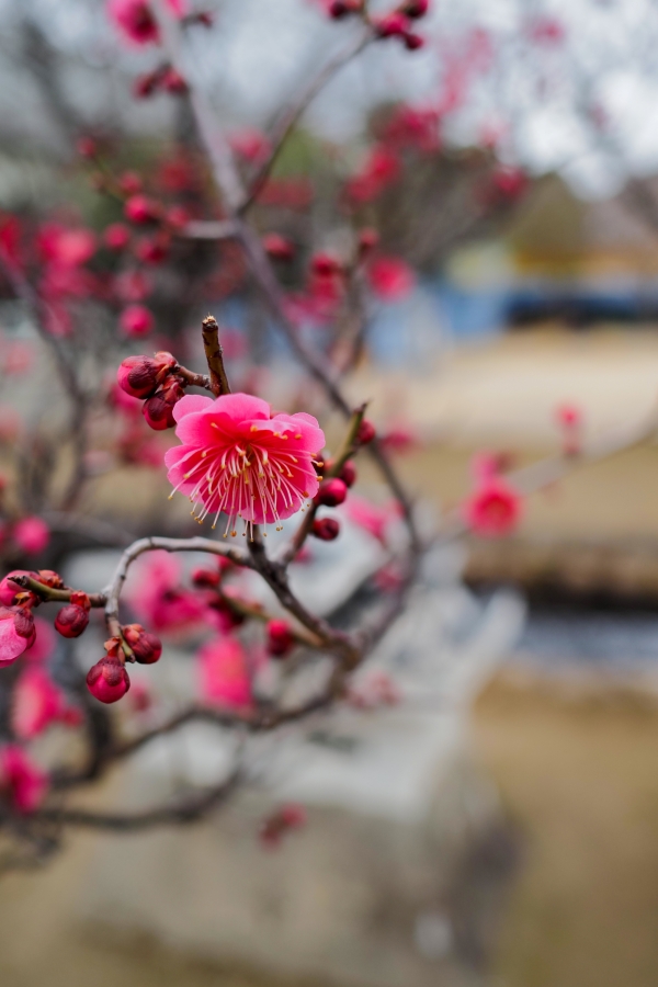 OM SYSTEM OM-5 Mark II + M.ZUIKO DIGITAL 17mm F1.8II