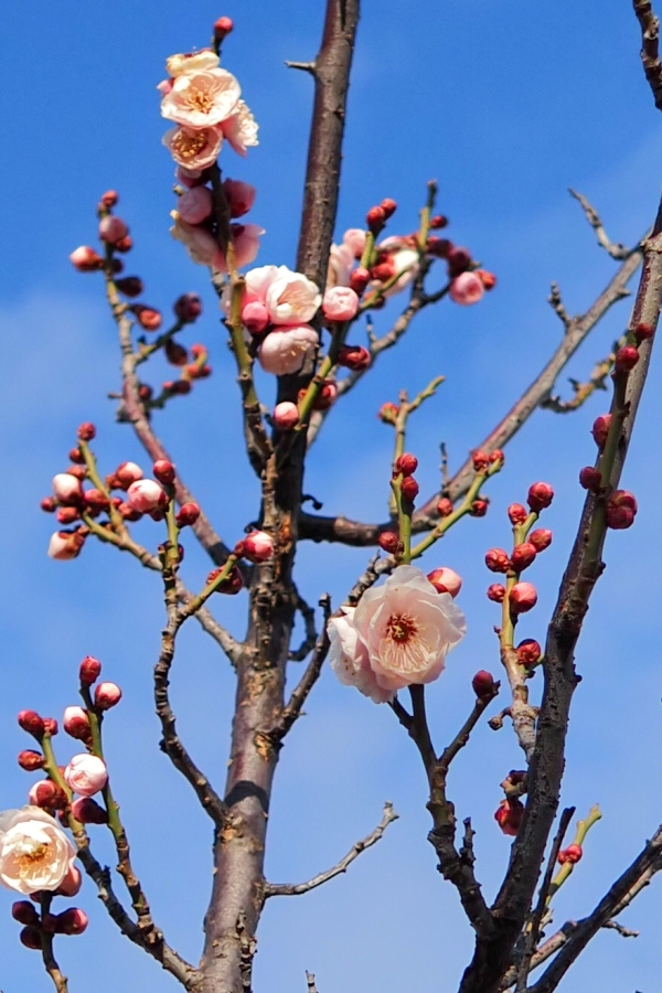 OM SYSTEM OM-5 Mark II + M.ZUIKO DIGITAL 17mm F1.8II