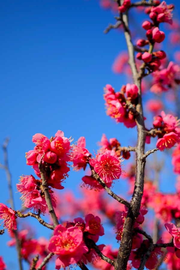 OM SYSTEM OM-5 Mark II + M.ZUIKO DIGITAL 17mm F1.8II
