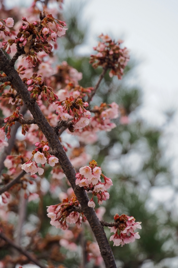 OM SYSTEM OM-5 Mark II + M.ZUIKO DIGITAL ED 75-300mm F4.8-6.7 II