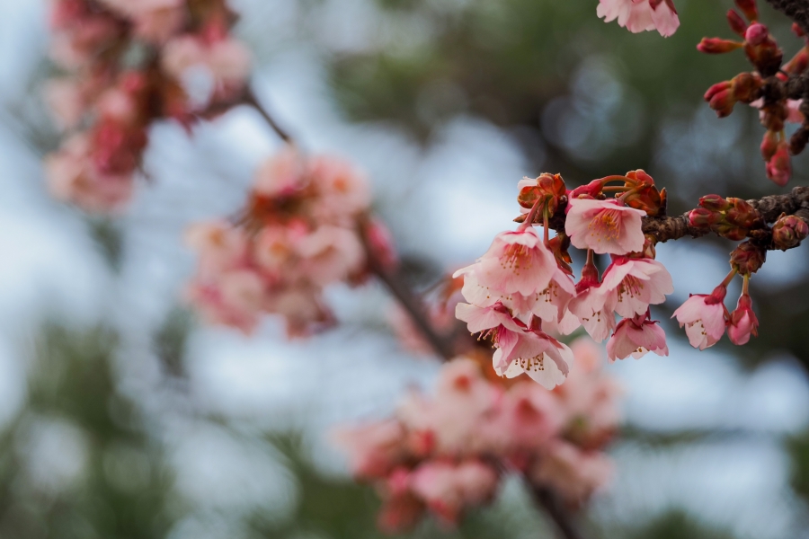 OM SYSTEM OM-5 Mark II + M.ZUIKO DIGITAL ED 75-300mm F4.8-6.7 II