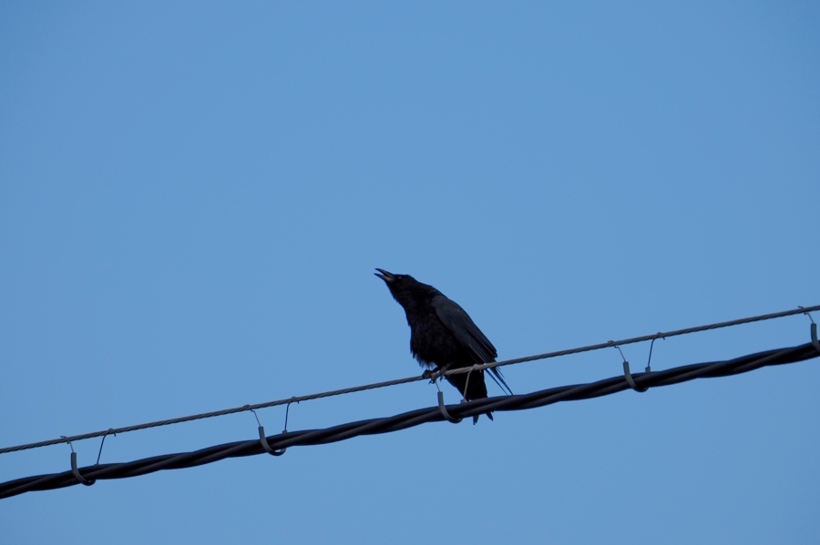 OM SYSTEM OM-5 Mark II + M.ZUIKO DIGITAL ED 75-300mm F4.8-6.7 II