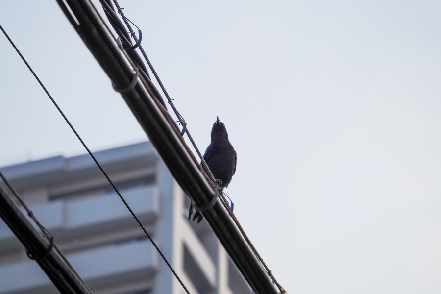 OM SYSTEM OM-5 Mark II + M.ZUIKO DIGITAL ED 75-300mm F4.8-6.7 II