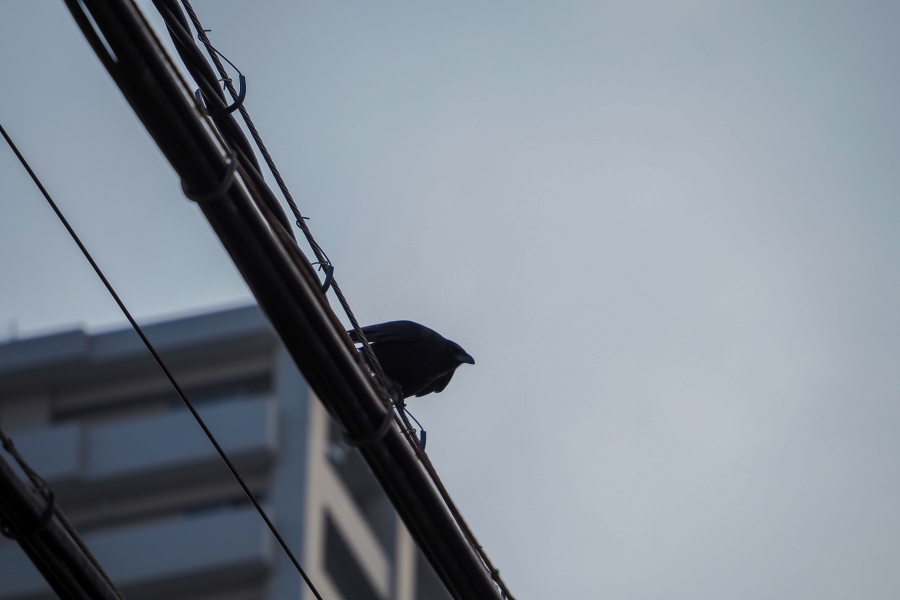 OM SYSTEM OM-5 Mark II + M.ZUIKO DIGITAL ED 75-300mm F4.8-6.7 II