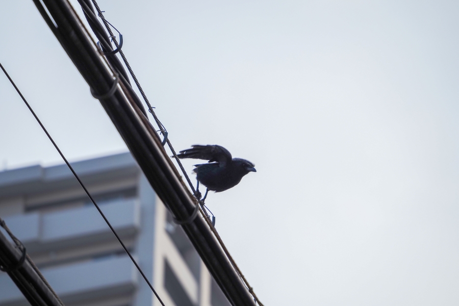 OM SYSTEM OM-5 Mark II + M.ZUIKO DIGITAL ED 75-300mm F4.8-6.7 II