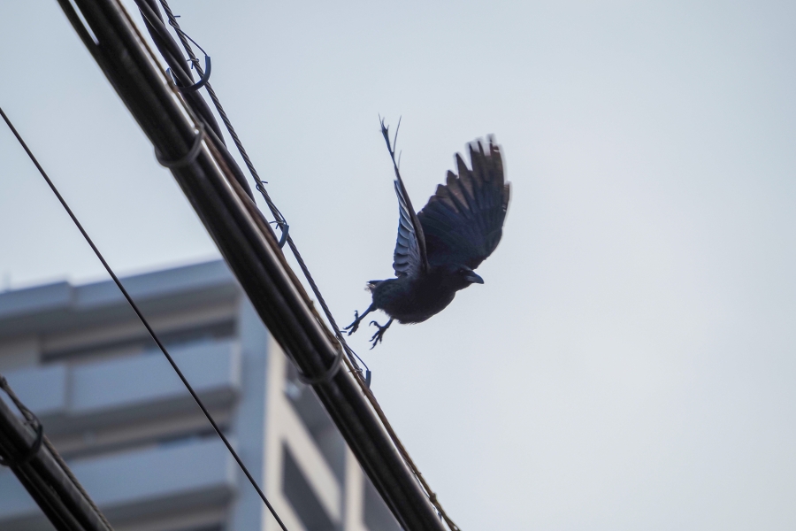 OM SYSTEM OM-5 Mark II + M.ZUIKO DIGITAL ED 75-300mm F4.8-6.7 II