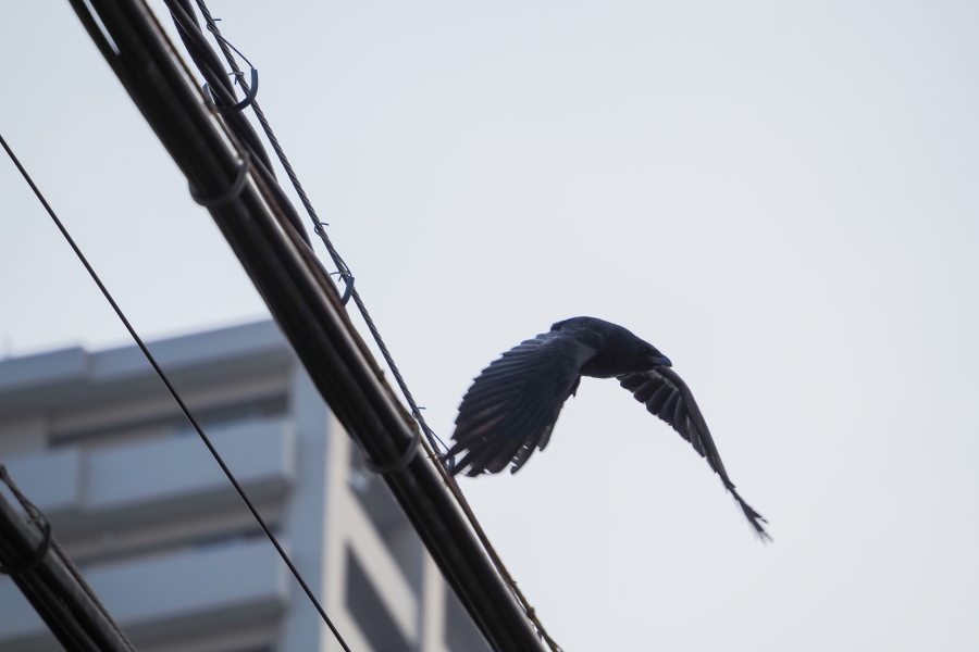 OM SYSTEM OM-5 Mark II + M.ZUIKO DIGITAL ED 75-300mm F4.8-6.7 II