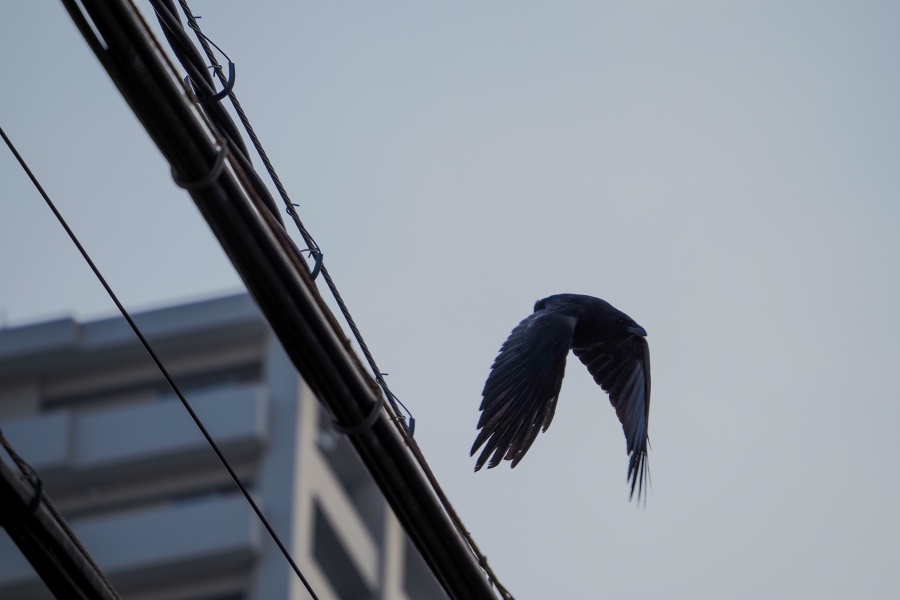 OM SYSTEM OM-5 Mark II + M.ZUIKO DIGITAL ED 75-300mm F4.8-6.7 II