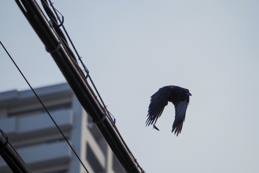 OM SYSTEM OM-5 Mark II + M.ZUIKO DIGITAL ED 75-300mm F4.8-6.7 II