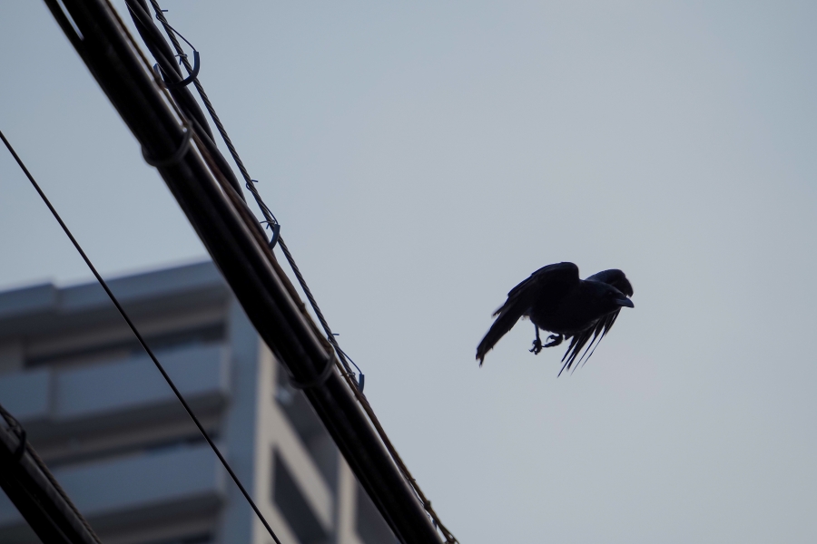 OM SYSTEM OM-5 Mark II + M.ZUIKO DIGITAL ED 75-300mm F4.8-6.7 II