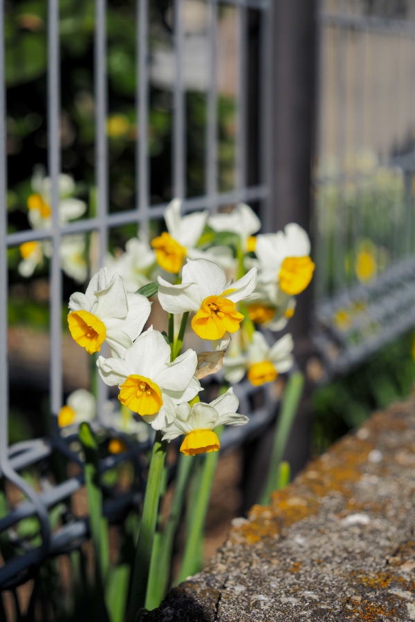 OM SYSTEM OM-5 Mark II + M.ZUIKO DIGITAL ED 12-45mm F4 PRO