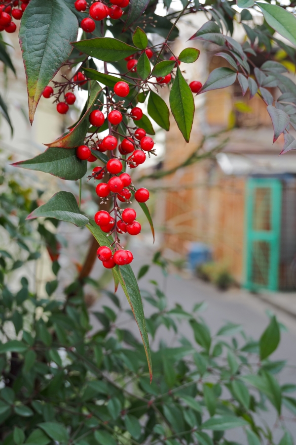 OM SYSTEM OM-5 Mark II + M.ZUIKO DIGITAL ED 12-45mm F4 PRO