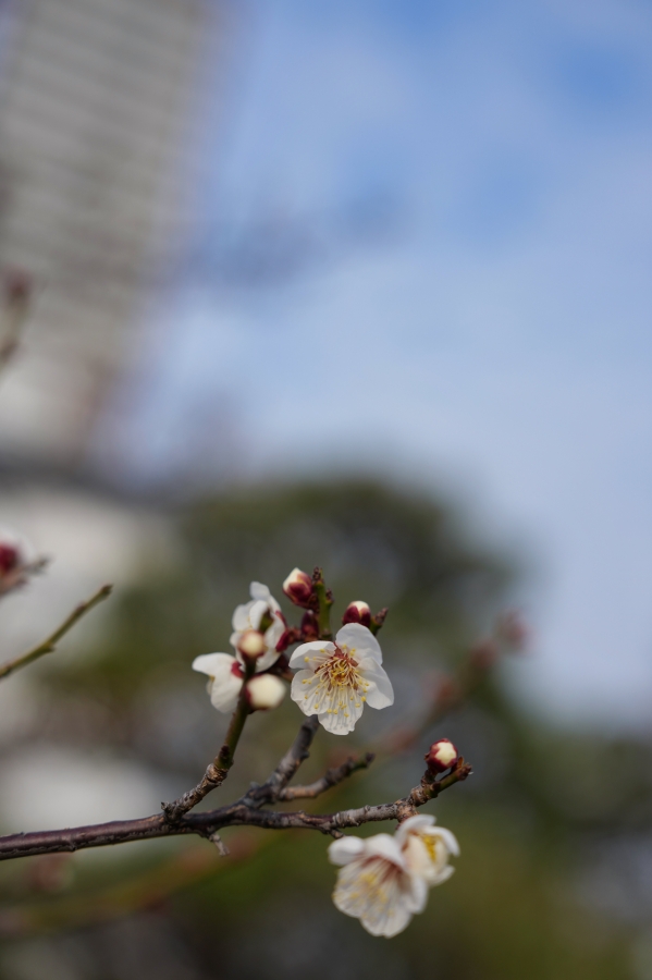 SONY α1 II + FE 24-70mm F2.8 GM II