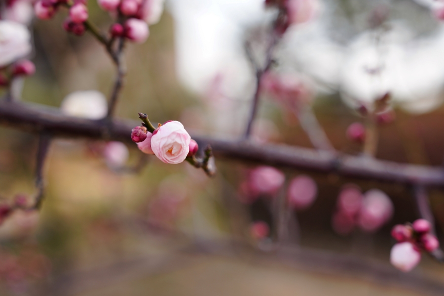 SONY α1 II + FE 24-70mm F2.8 GM II