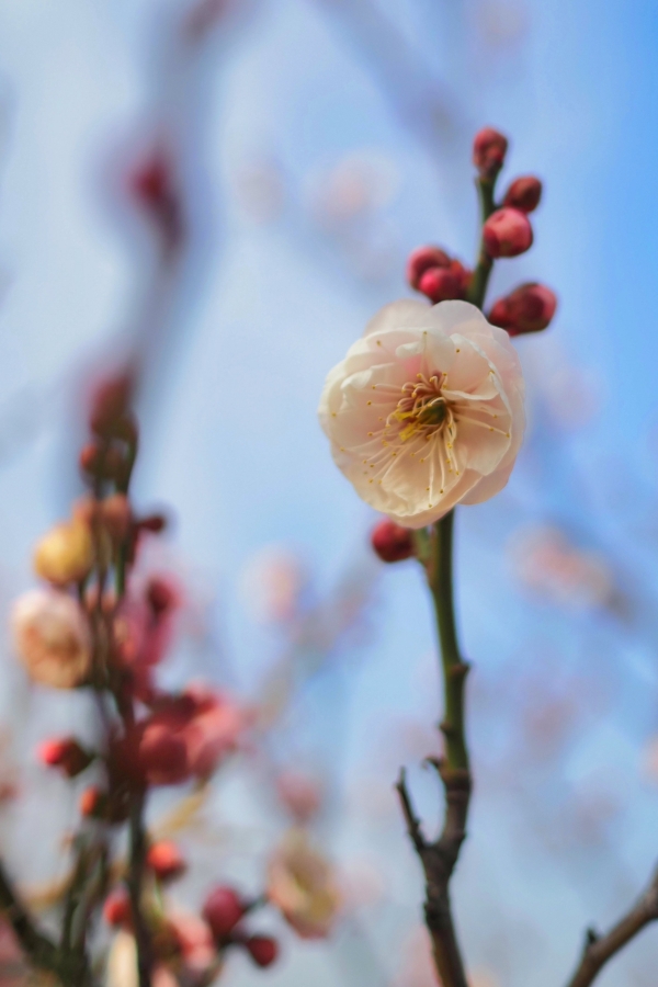OM SYSTEM OM-5 Mark II + M.ZUIKO DIGITAL 17mm F1.8II