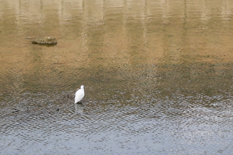 SONY α7CR + Sonnar T* FE 35mm F2.8 ZA