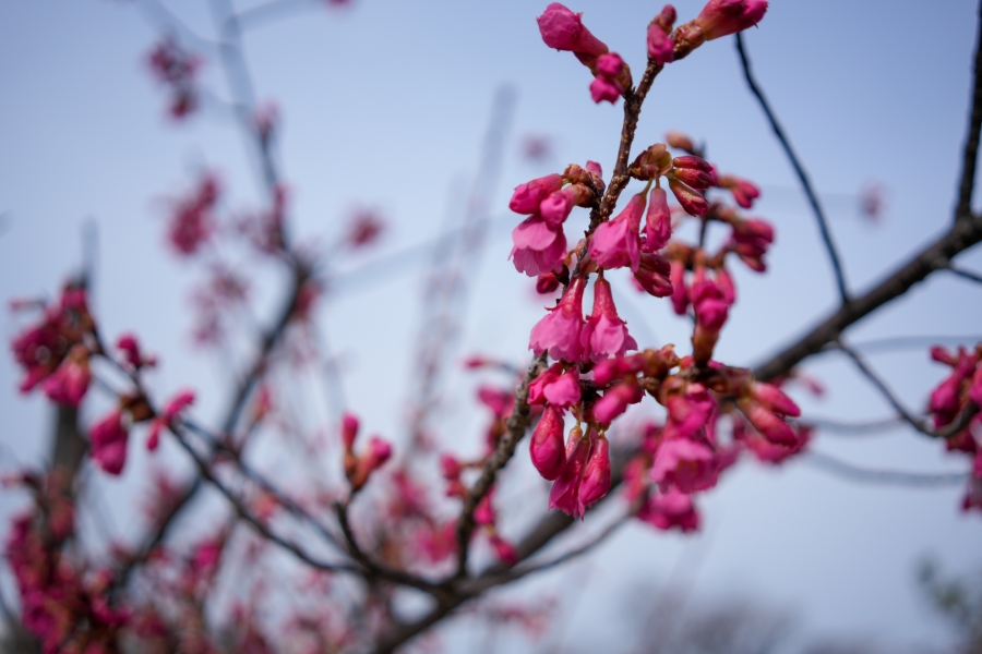 SONY α7CR + Sonnar T* FE 35mm F2.8 ZA