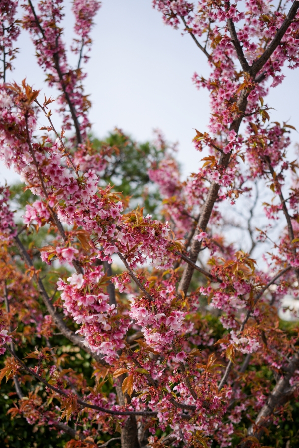 SONY α7CR + Sonnar T* FE 35mm F2.8 ZA