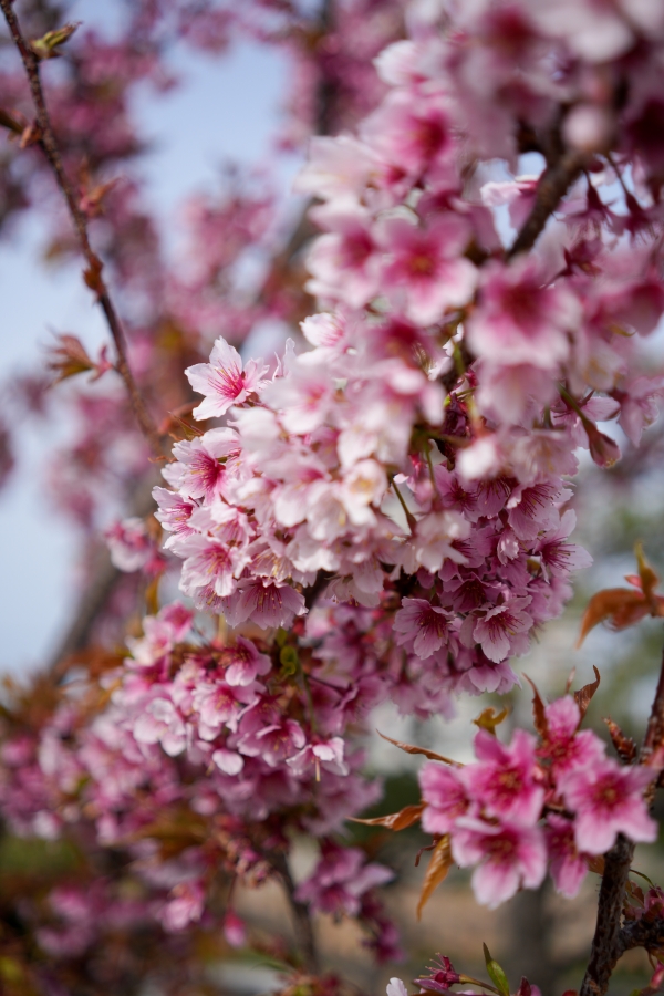 SONY α7CR + Sonnar T* FE 35mm F2.8 ZA