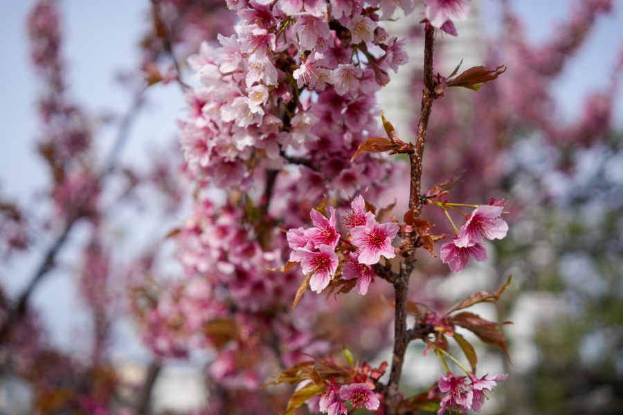 SONY α7CR + Sonnar T* FE 35mm F2.8 ZA