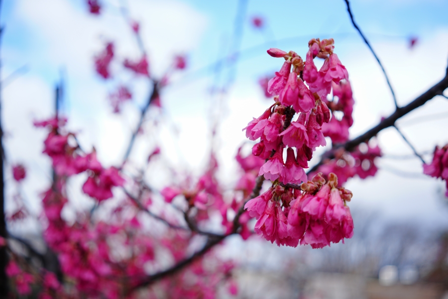 SONY α7CR + Sonnar T* FE 35mm F2.8 ZA