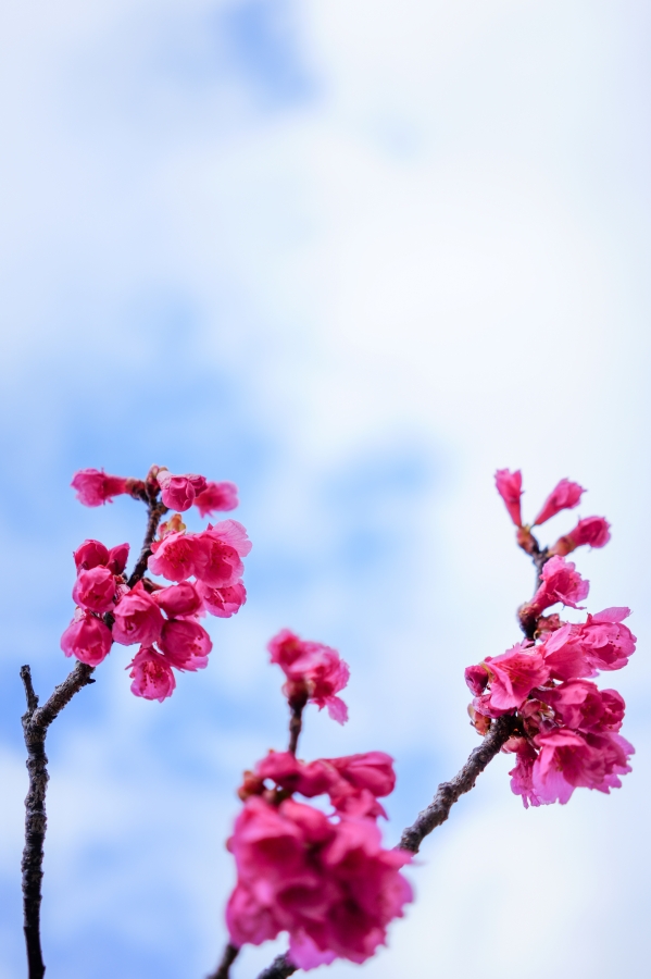 SONY α7CR + Sonnar T* FE 35mm F2.8 ZA