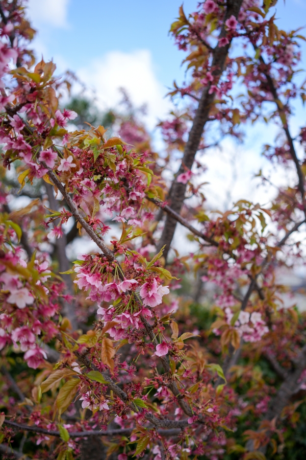 SONY α7CR + Sonnar T* FE 35mm F2.8 ZA