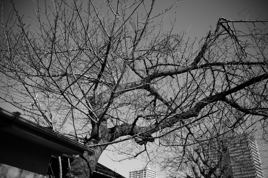 SONY α7CR + SAMYANG Remaster Slim 28mm F3.5