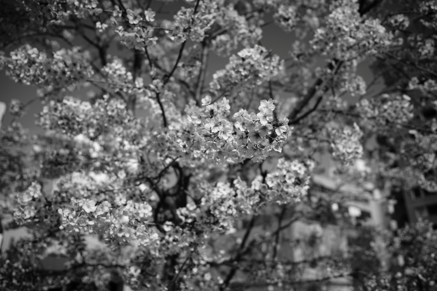 SONY α7CR + SAMYANG Remaster Slim 28mm F3.5