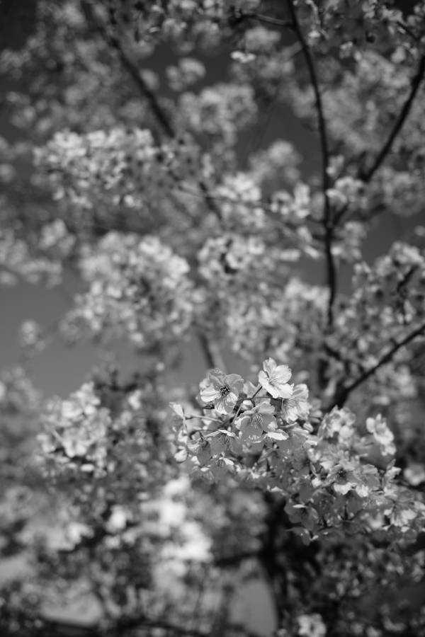 SONY α7CR + SAMYANG Remaster Slim 28mm F3.5