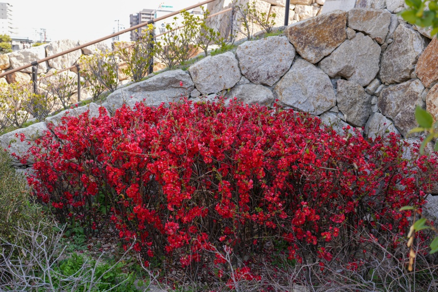 SONY α7CR + FE 16-35mm F4 G