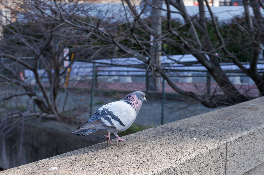 SONY α7CR + FE 16-35mm F4 G