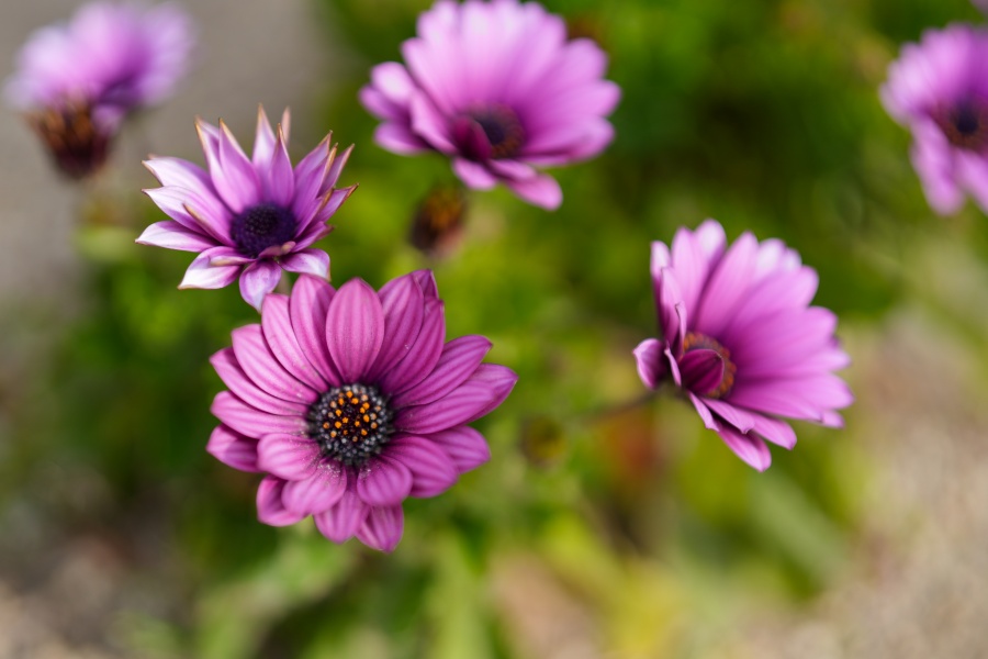 SONY α7CR + FE 50mm F1.4 GM